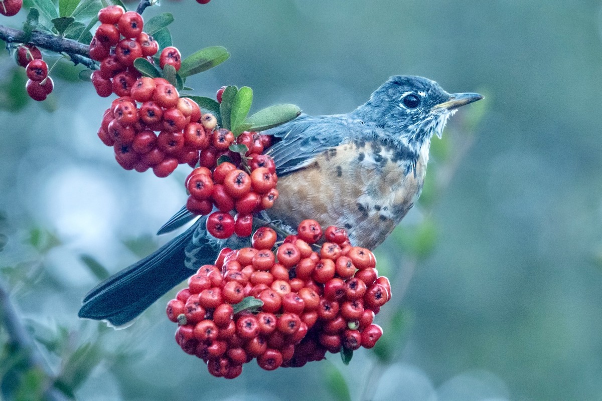 American Robin - ML645370890