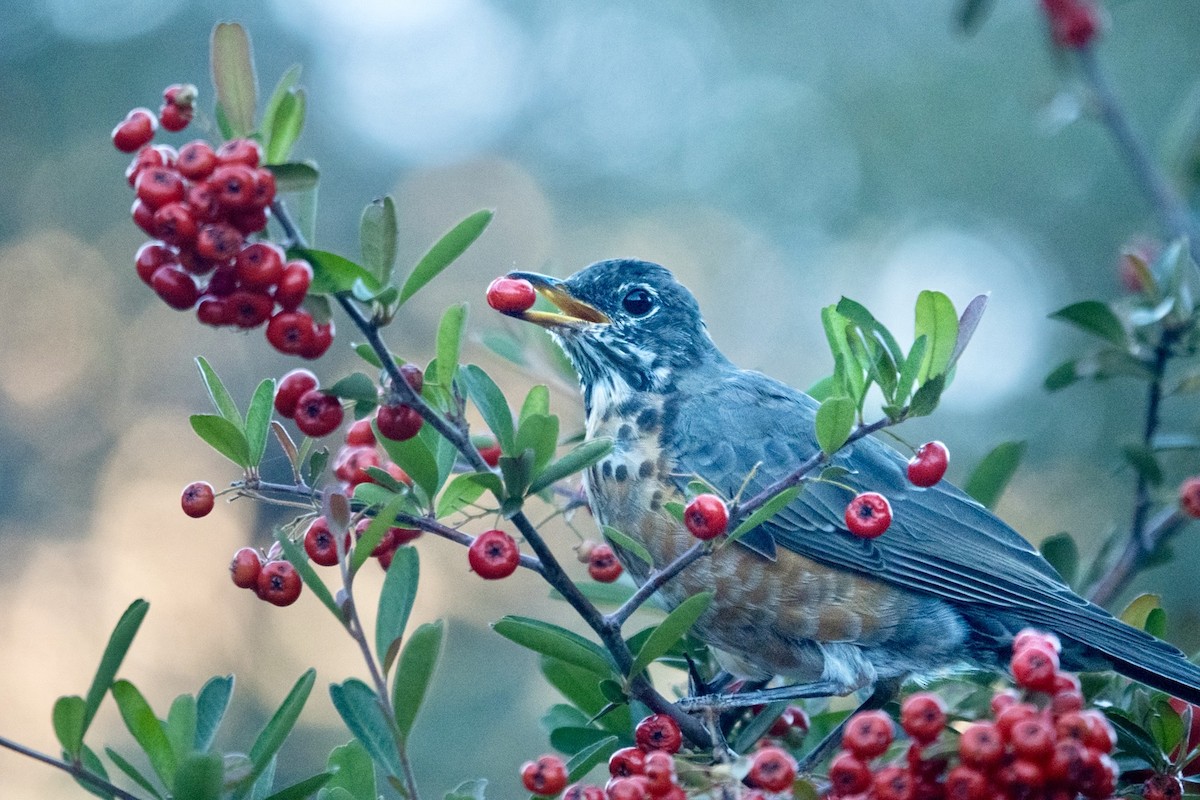 American Robin - ML645370891