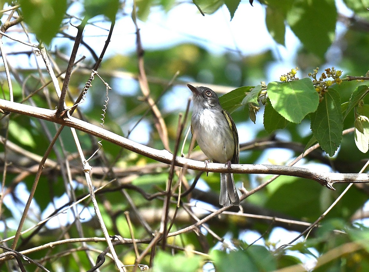Pearly-vented Tody-Tyrant - ML645370897