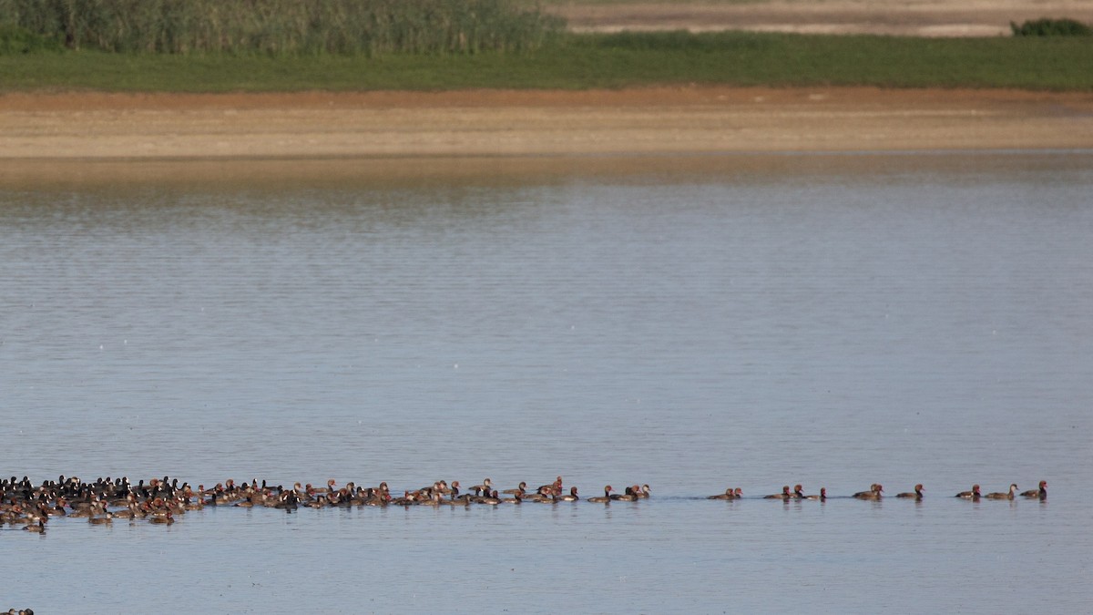 Red-crested Pochard - ML645370903
