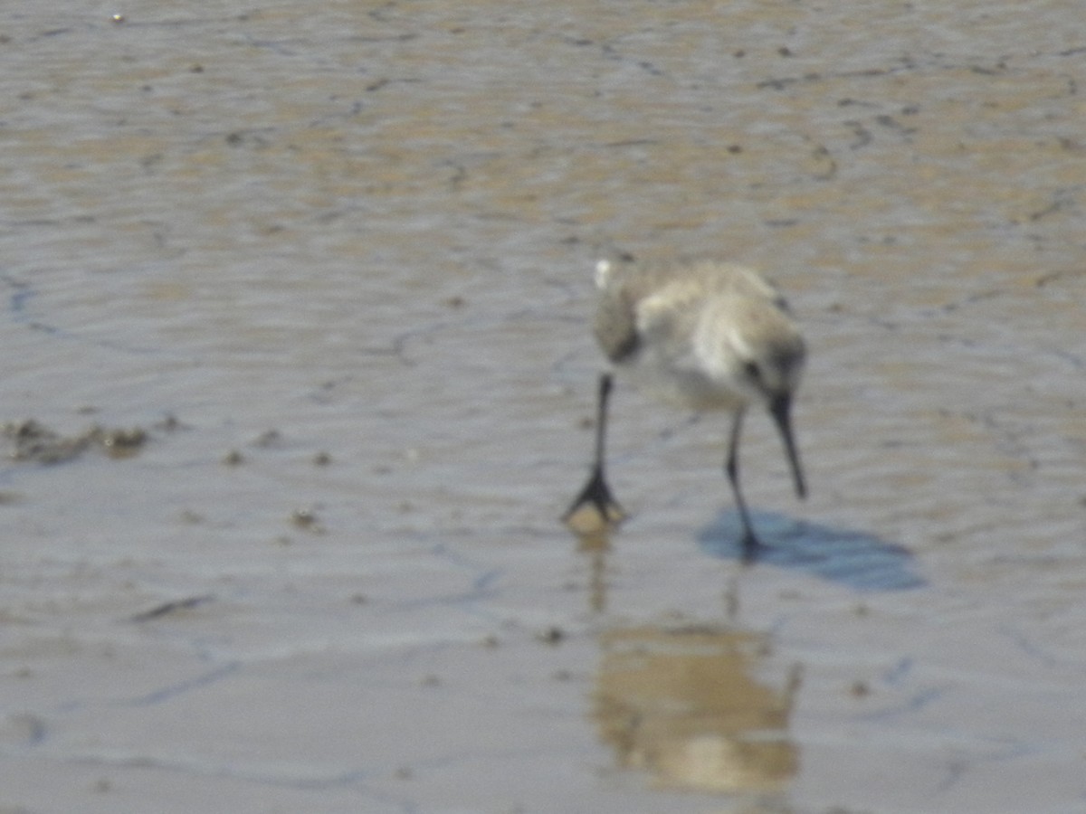 Western Sandpiper - ML645370907