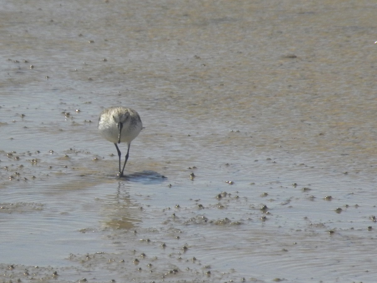 Western Sandpiper - ML645370909