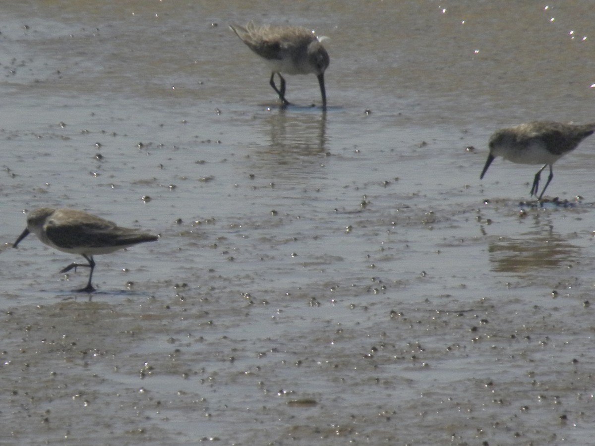 Western Sandpiper - ML645370910