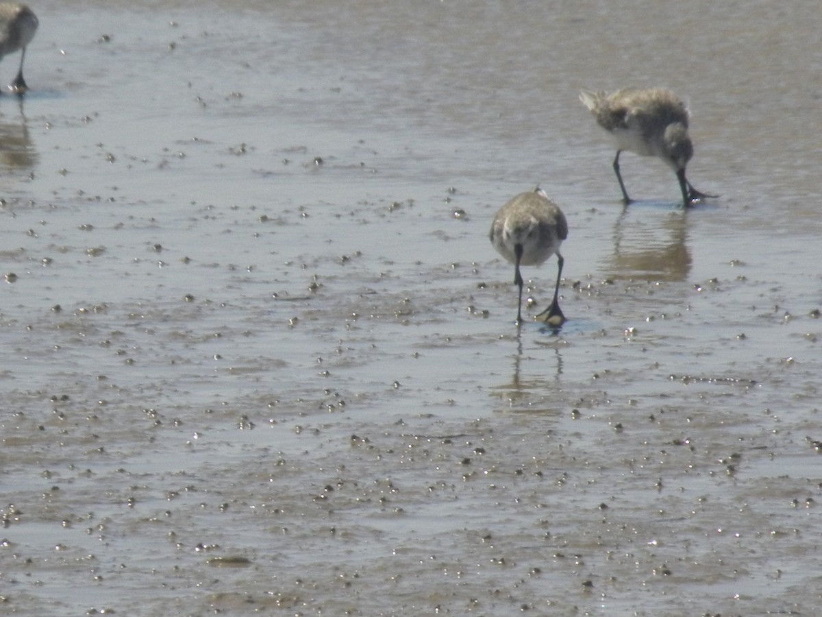 Western Sandpiper - ML645370911