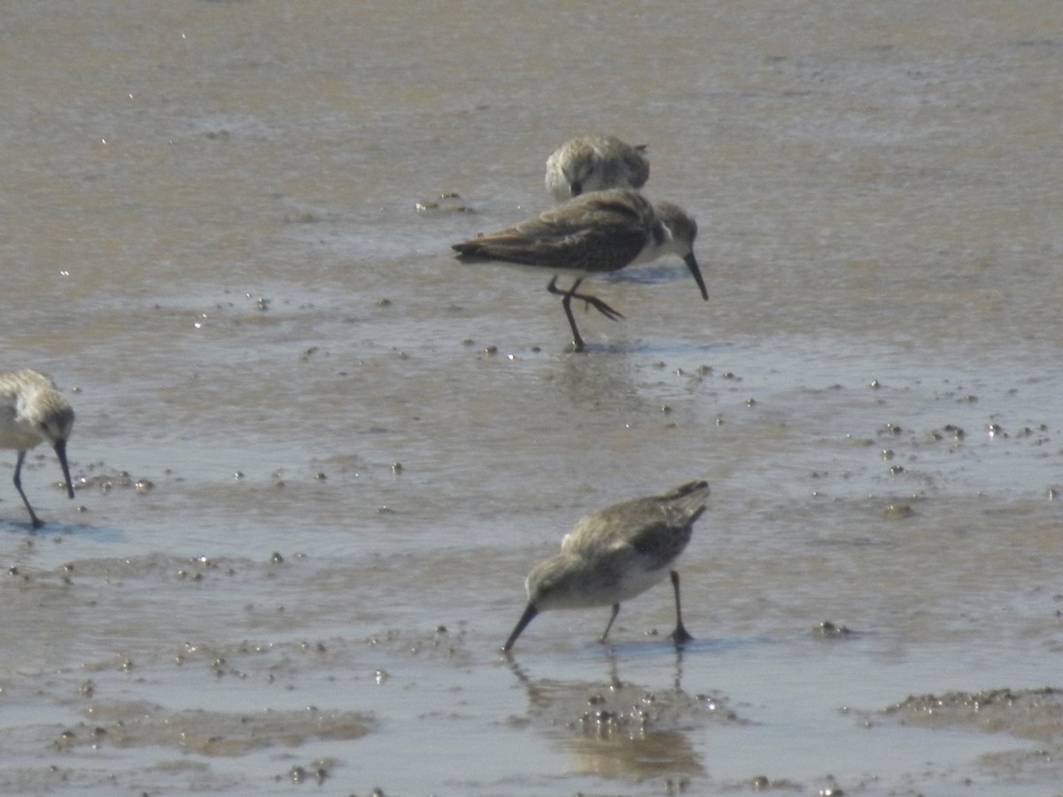 Western Sandpiper - ML645370912