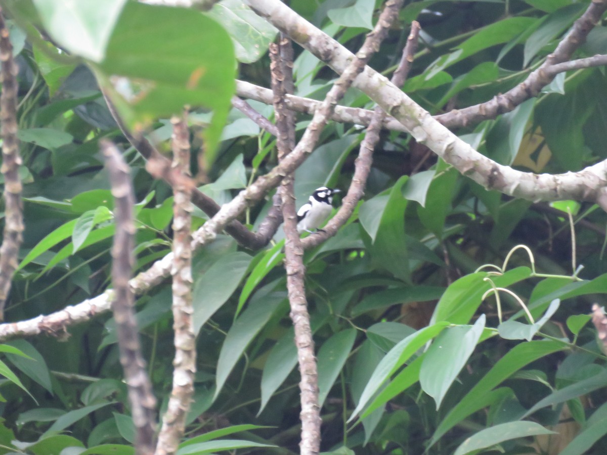 Maluku Alaca Monarkı - ML645370928