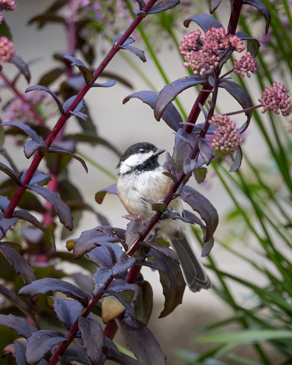 Black-capped Chickadee - ML645370933