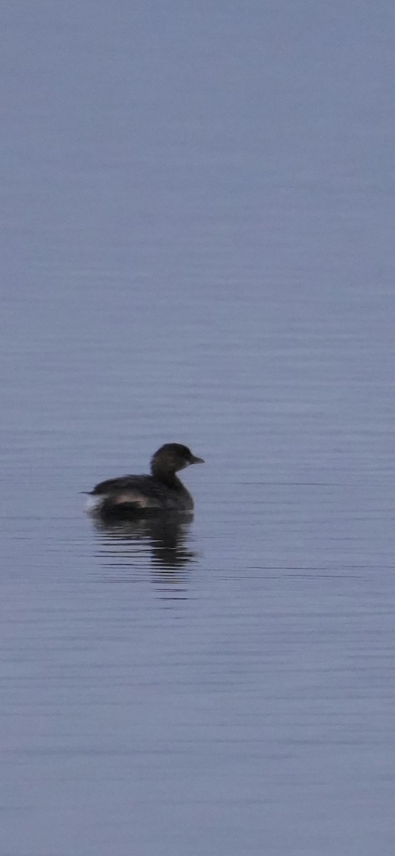 Pied-billed Grebe - ML645370935