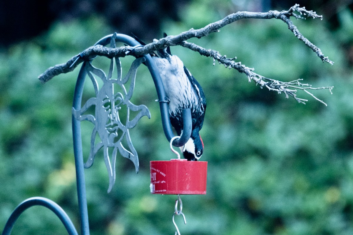 Acorn Woodpecker - ML645370938