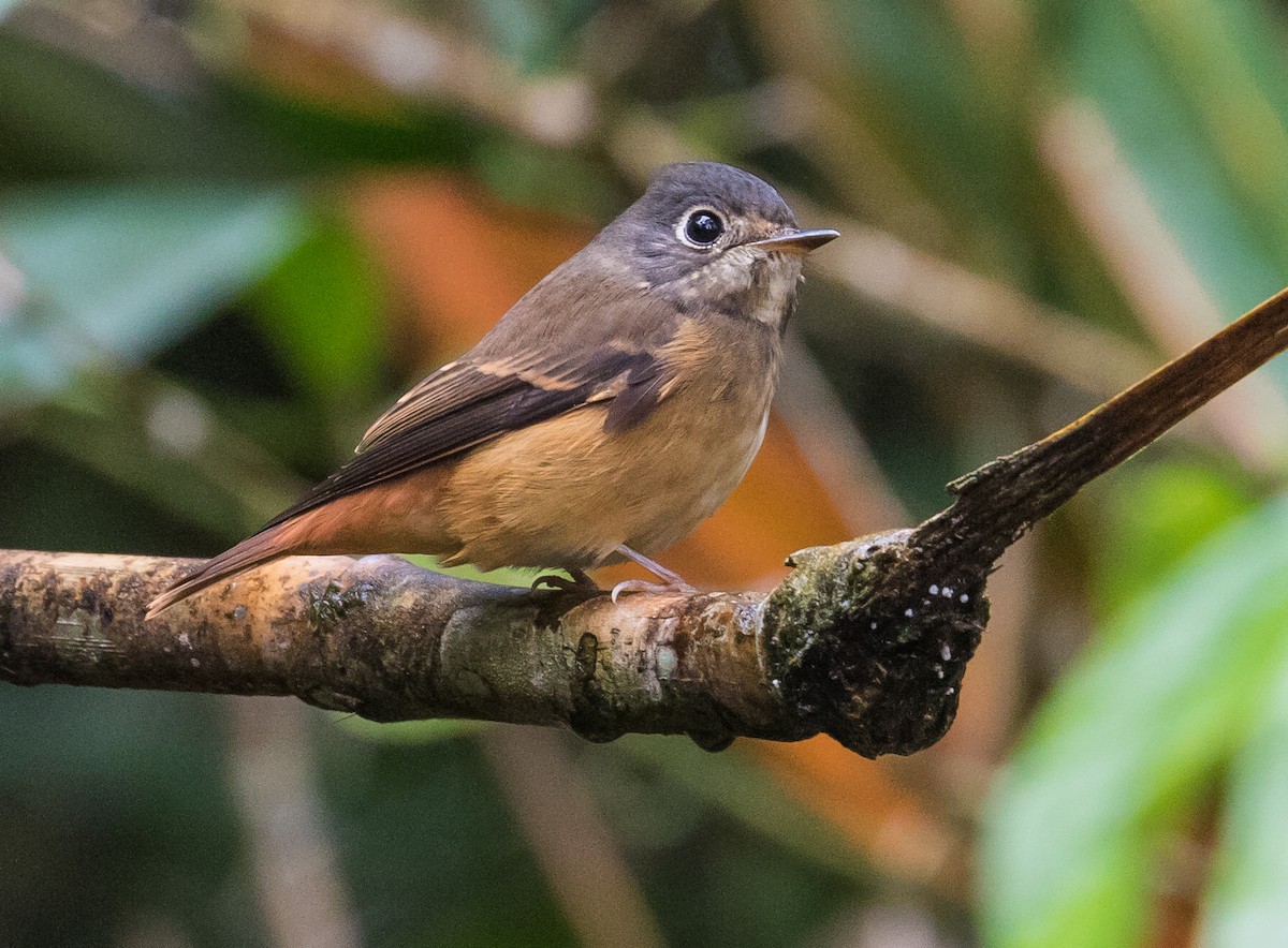 Ferruginous Flycatcher - ML645370942