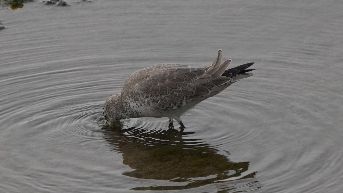 Red Knot - ML645370961