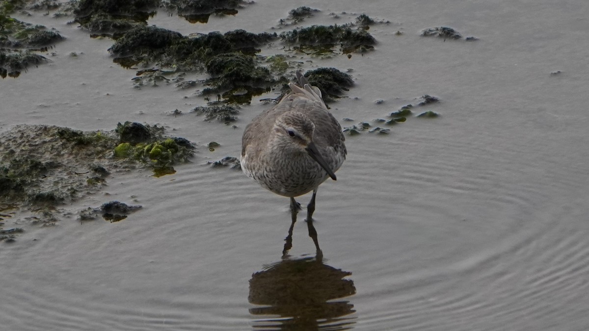 Red Knot - ML645370962