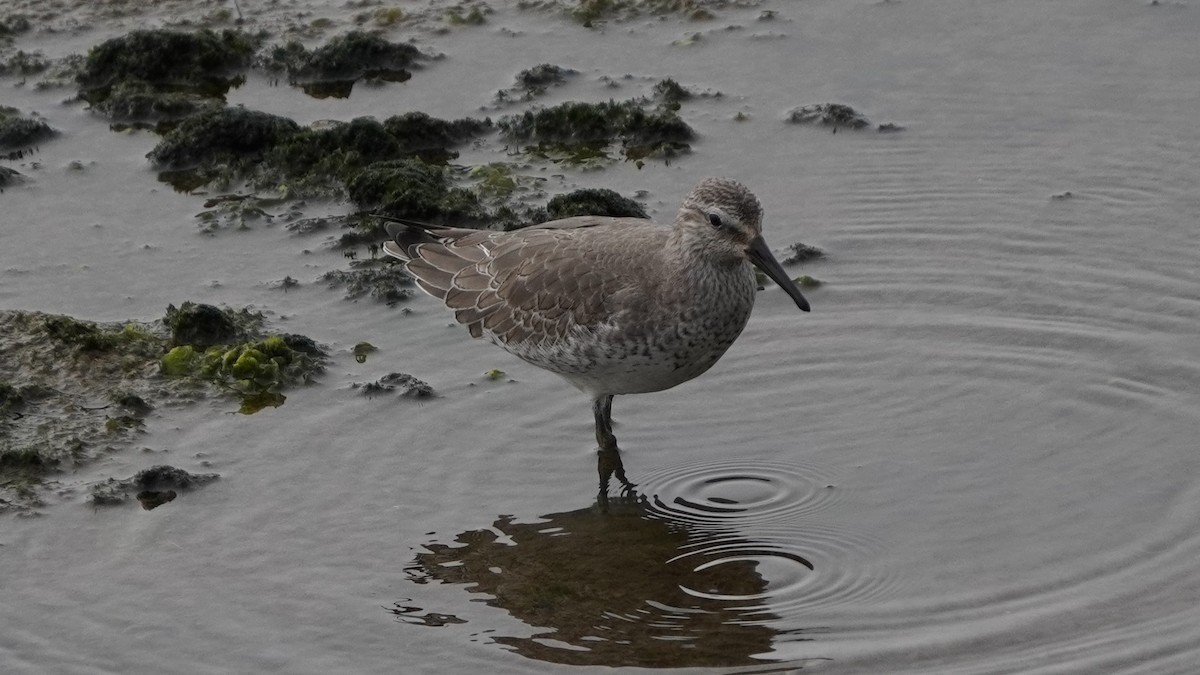 Red Knot - ML645370963