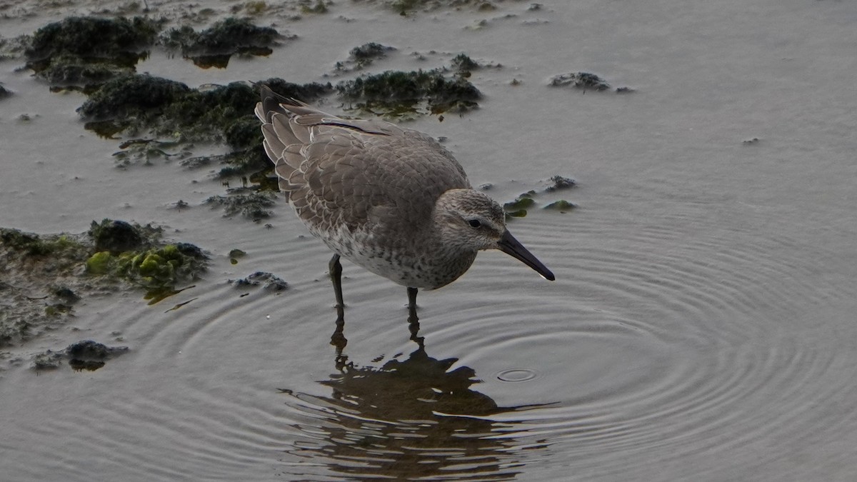 Red Knot - ML645370964