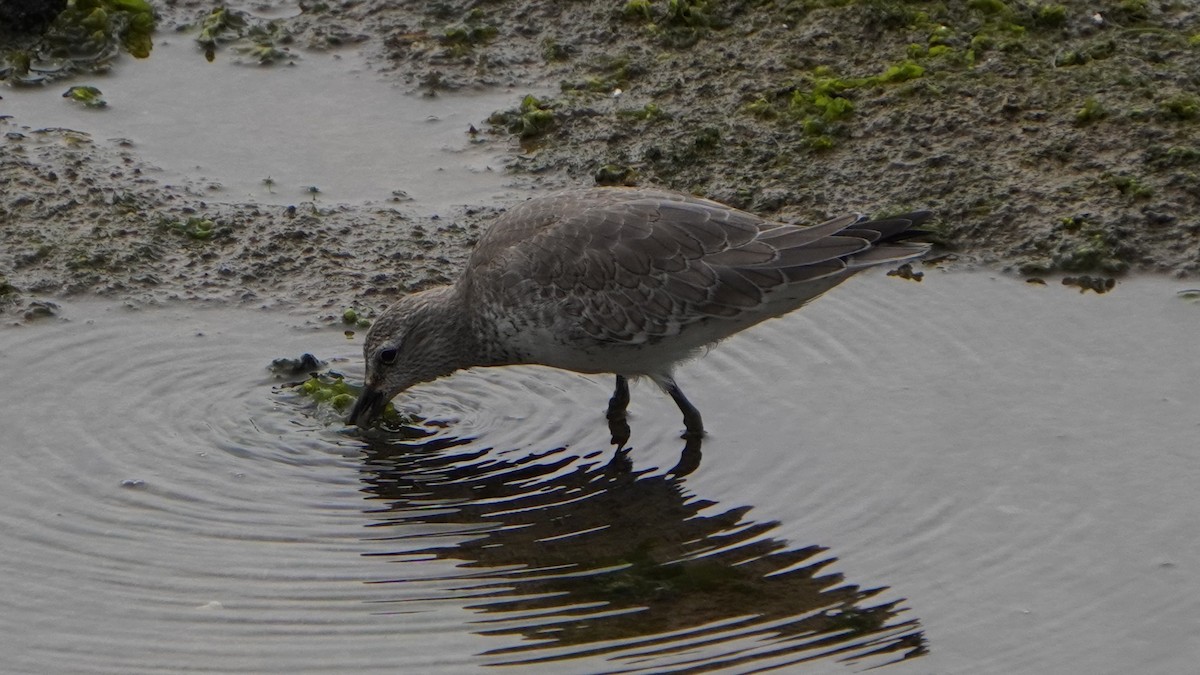 Red Knot - ML645370965