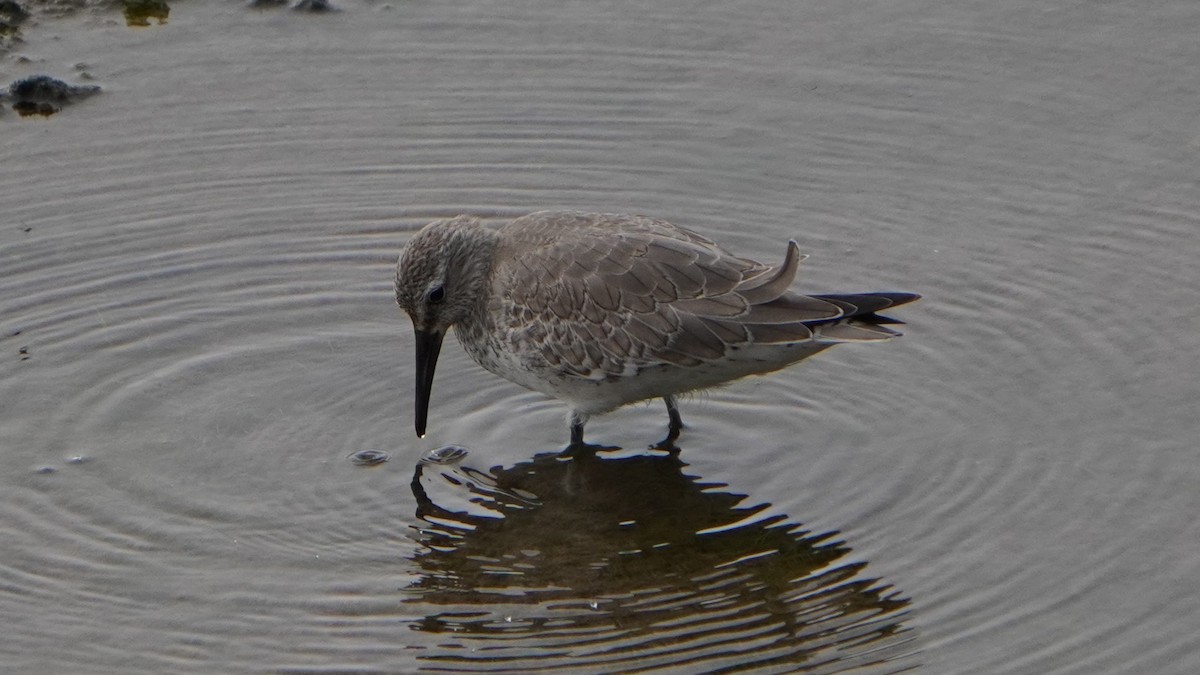 Red Knot - ML645370966