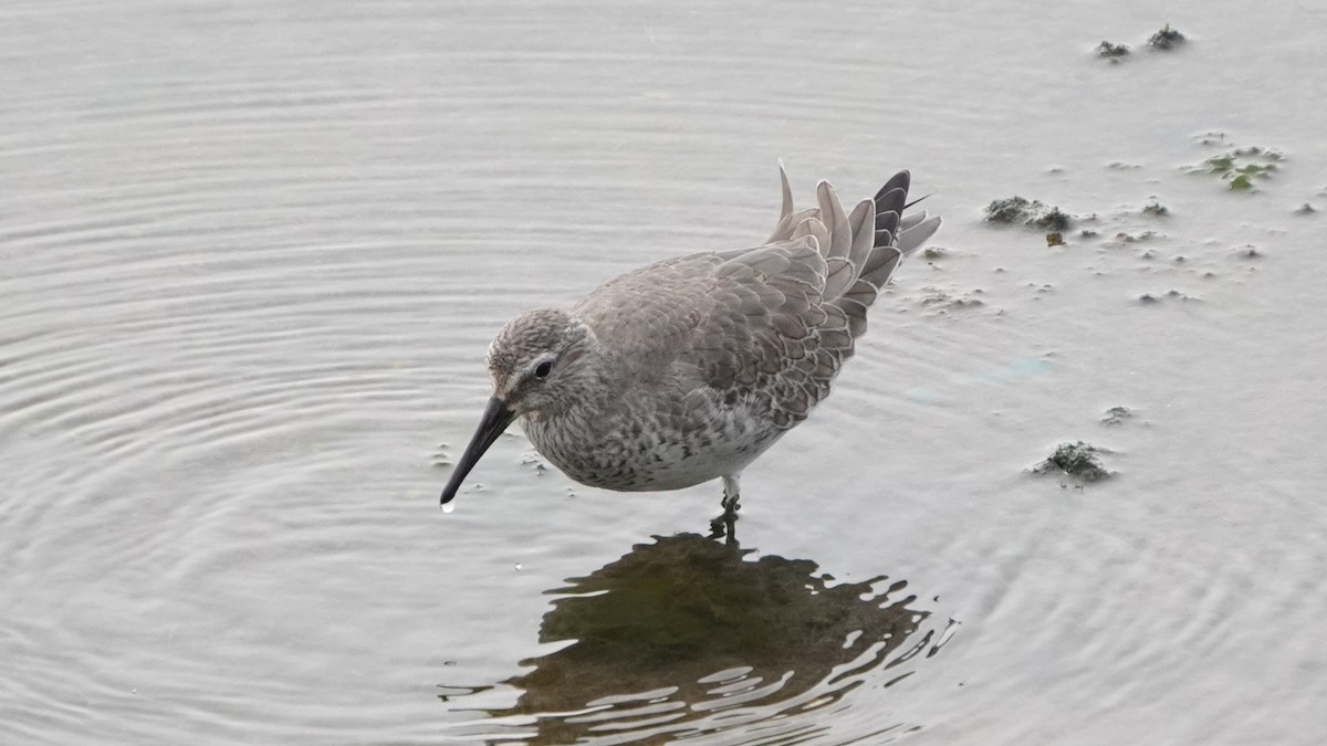 Red Knot - ML645370967