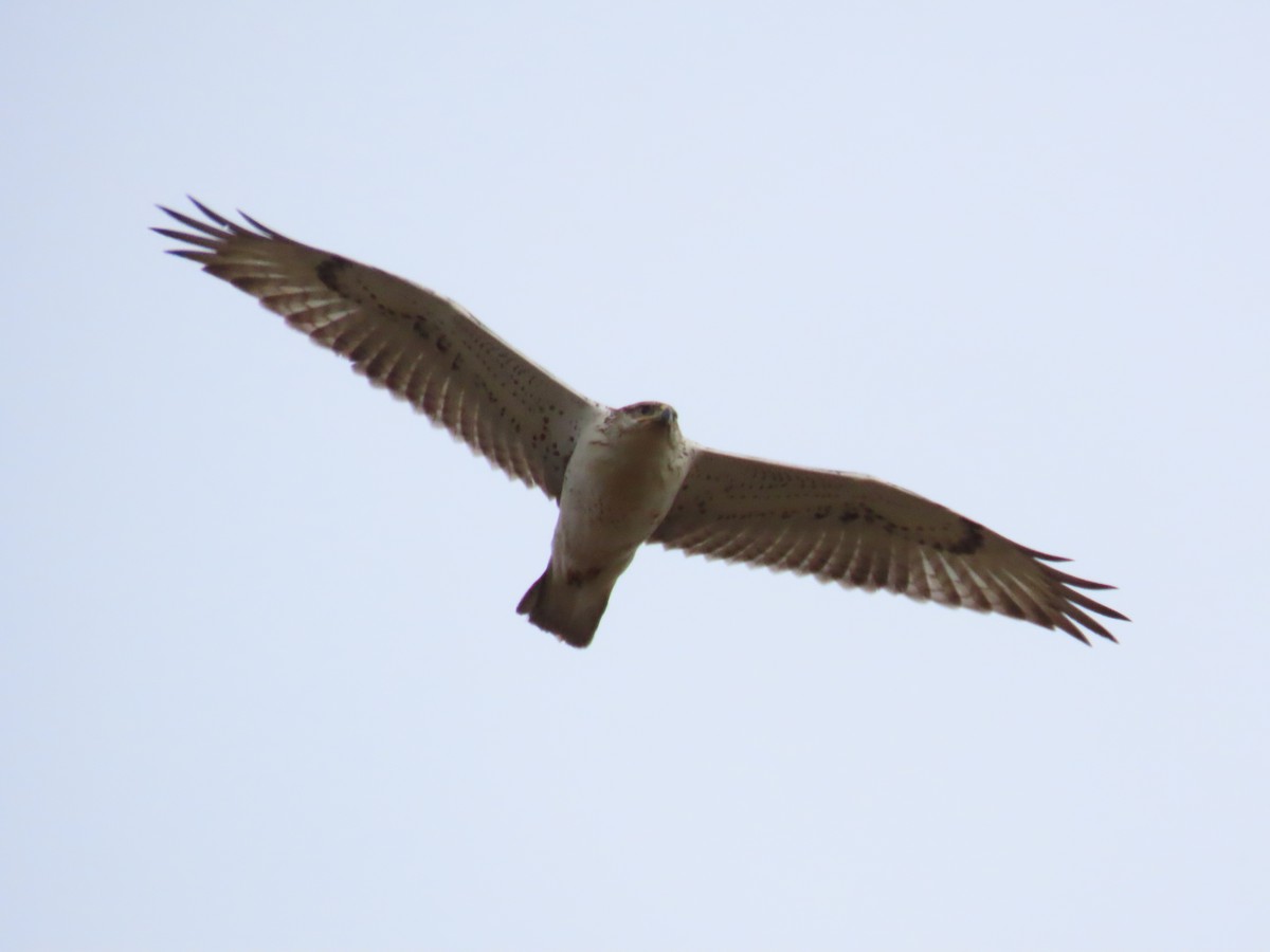 Ferruginous Hawk - ML645370969