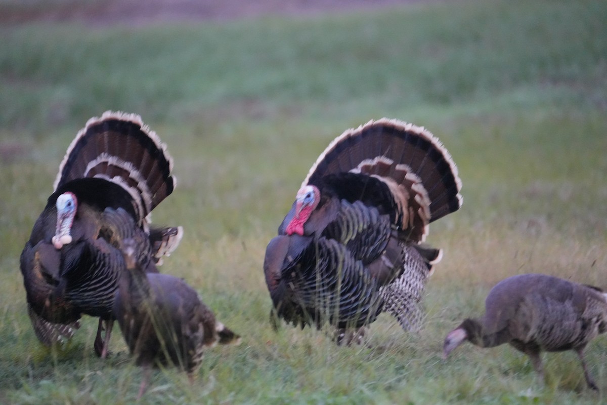 Wild Turkey - ML645370972