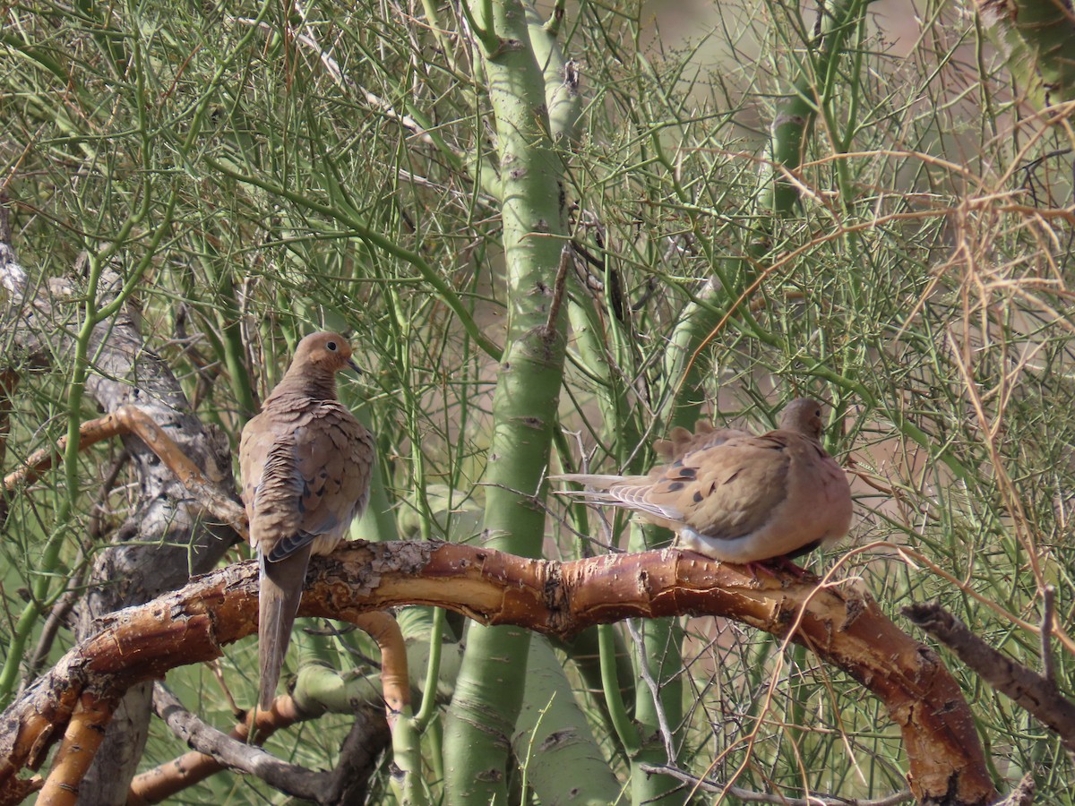 Mourning Dove - ML645370978