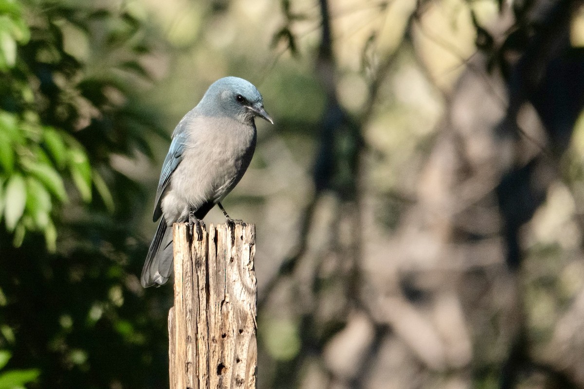 Mexican Jay - ML645370989