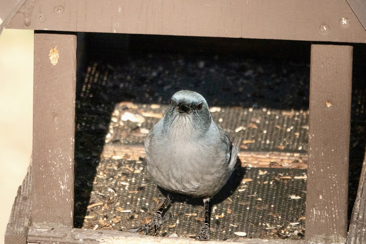 Mexican Jay - ML645370990