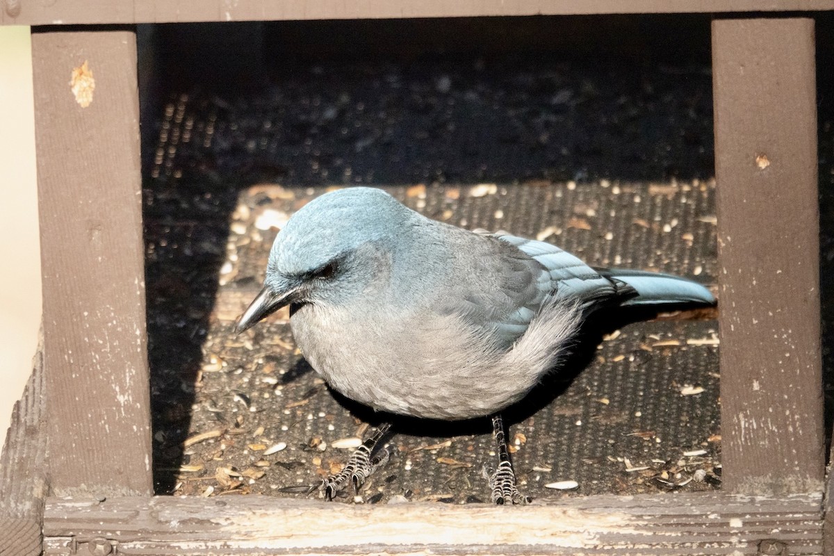 Mexican Jay - ML645370991