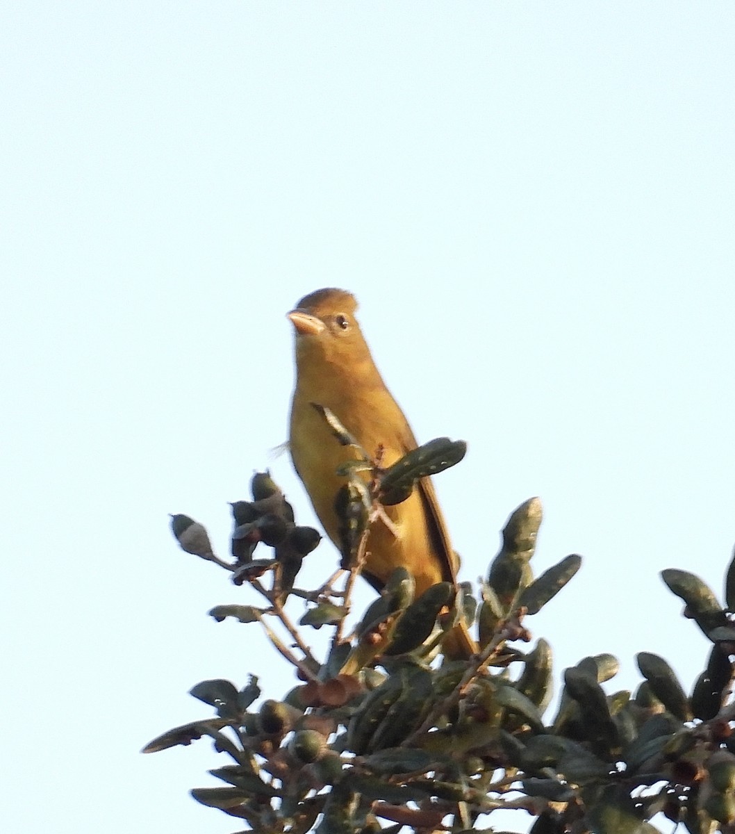 piranga ohnivá - ML645371005