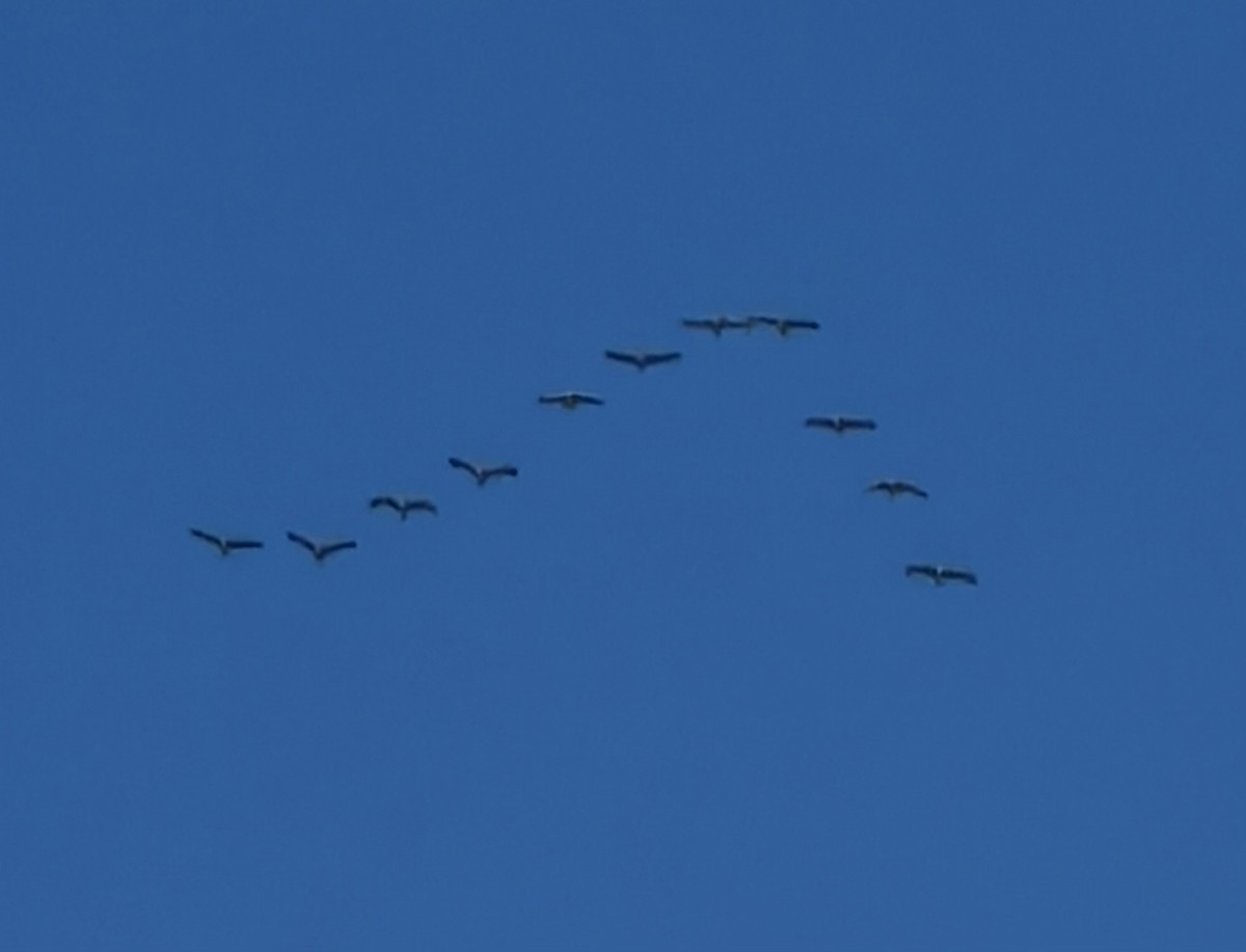 Sandhill Crane - ML645371009