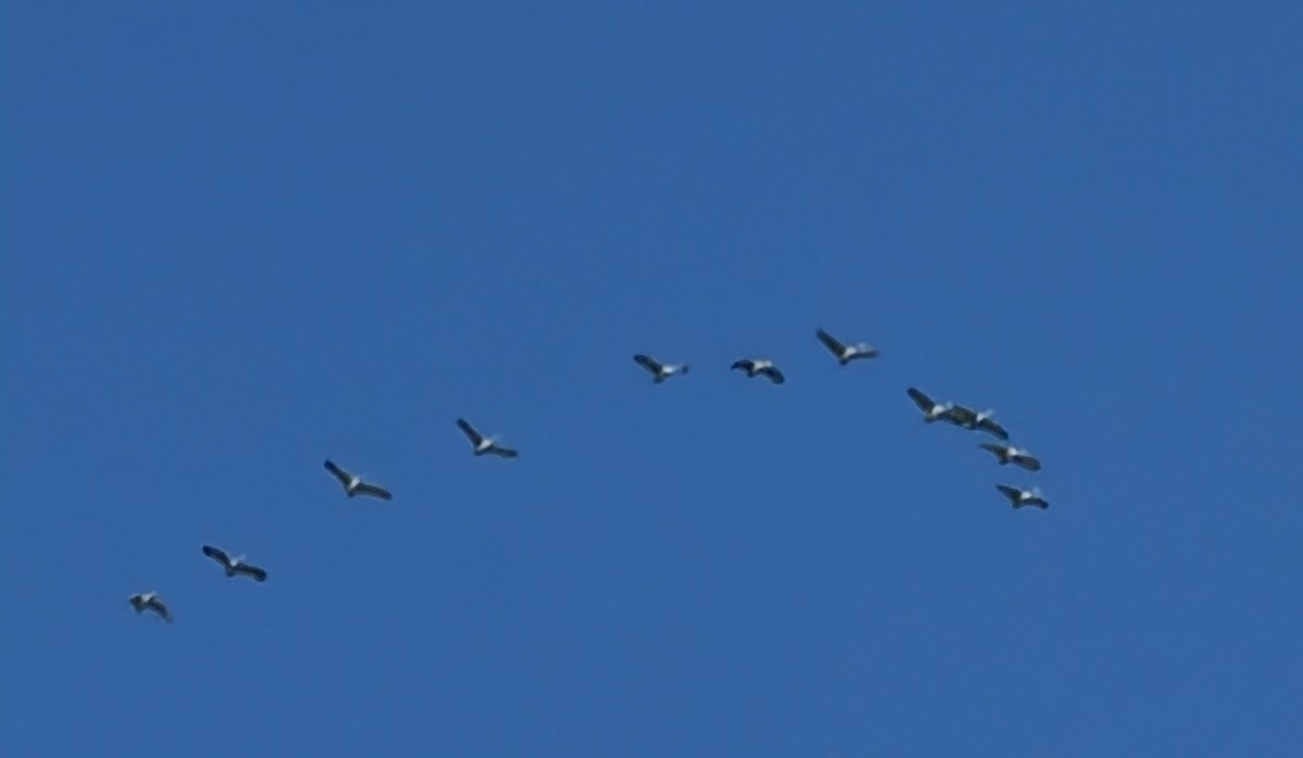 Sandhill Crane - ML645371010