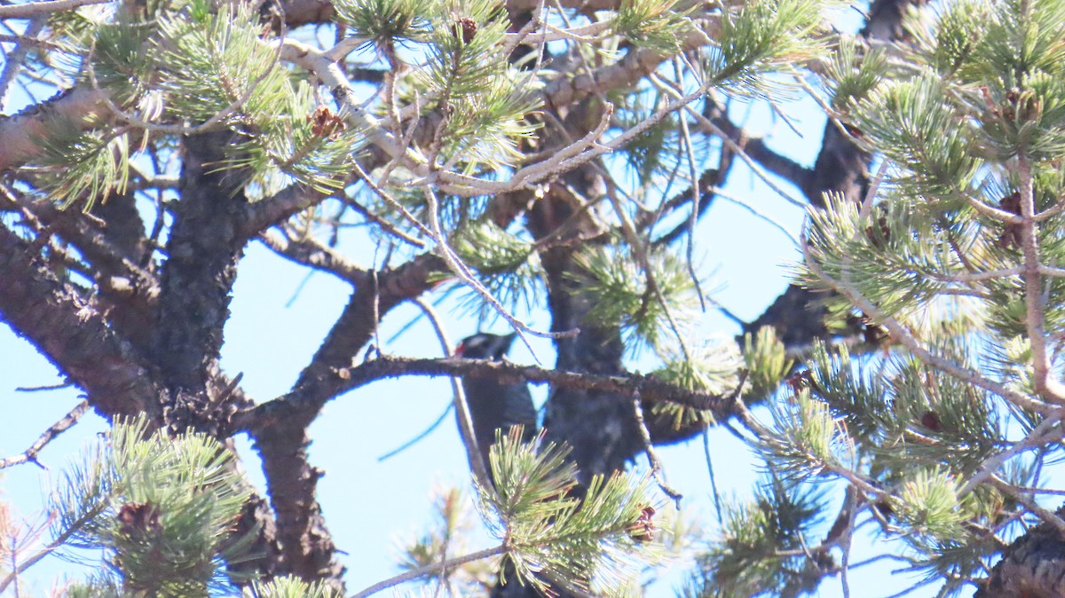 Arizona Woodpecker - ML645371014