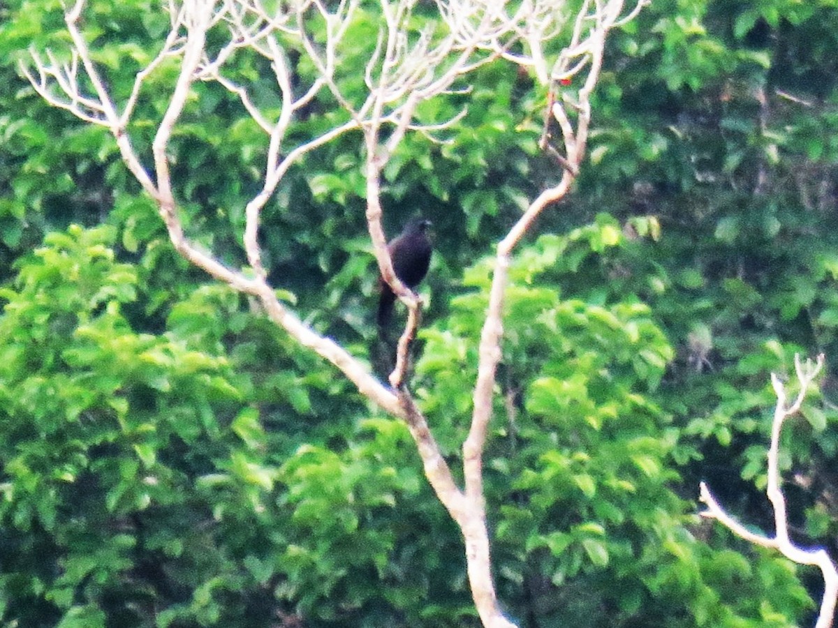 Halmahera Paradise-crow - ML645371017