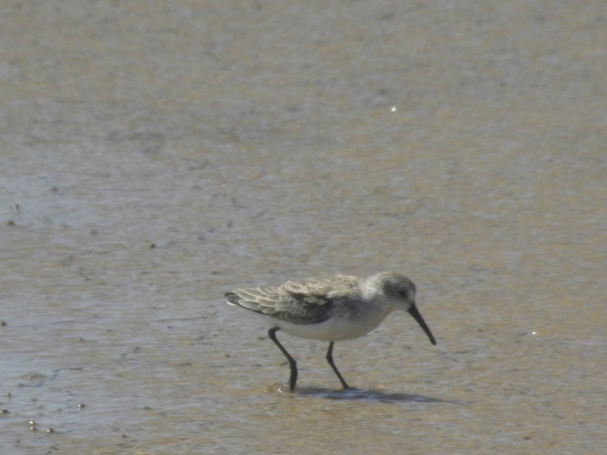 Western Sandpiper - ML645371023