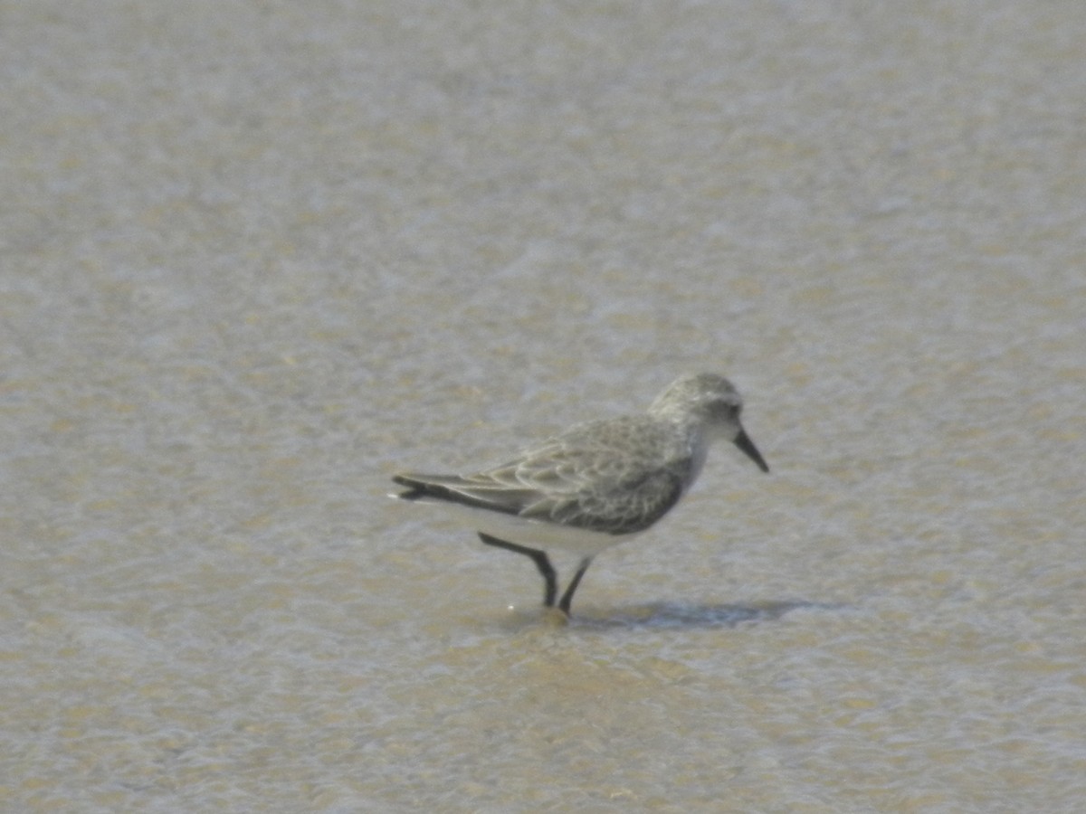 Western Sandpiper - ML645371025