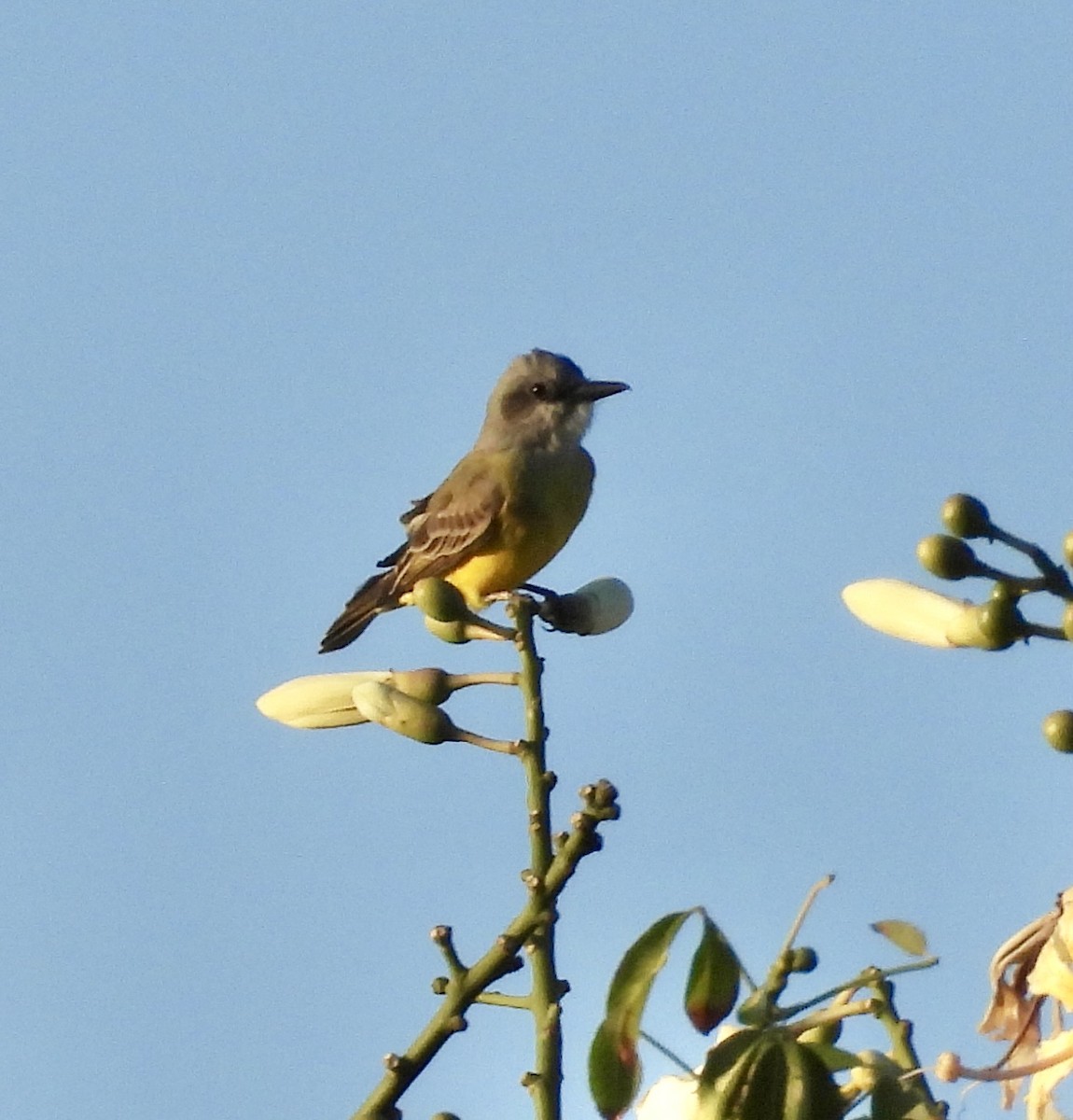 Tropical Kingbird - ML645371033