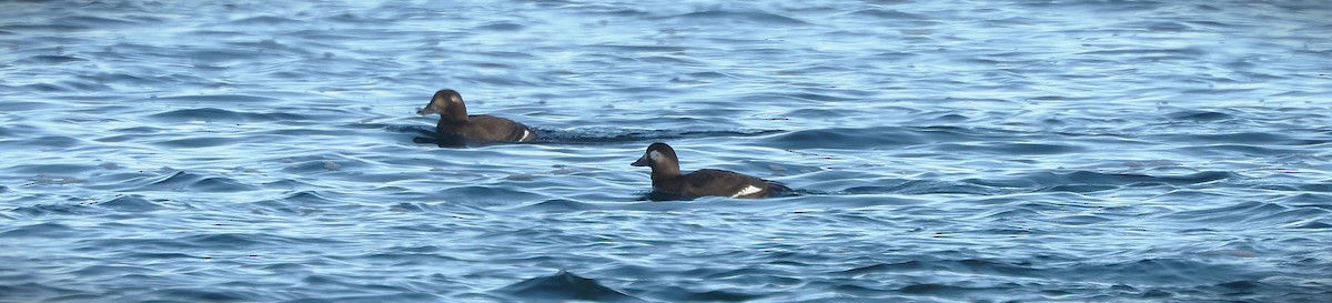 White-winged Scoter - ML645371044