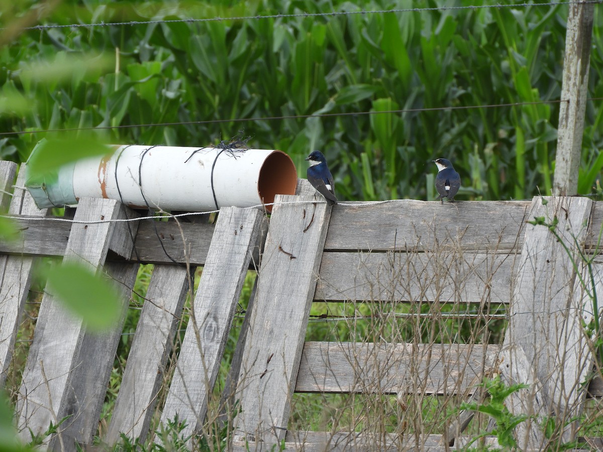 Hirondelle à diadème - ML645371045