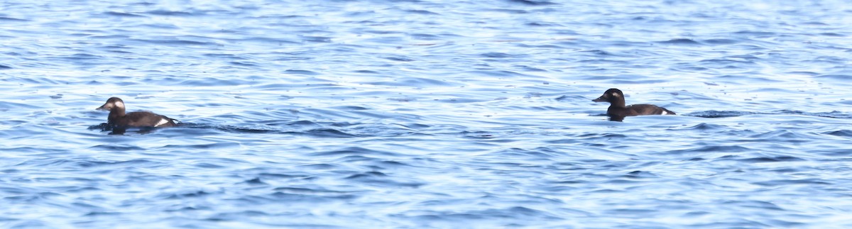 White-winged Scoter - ML645371051