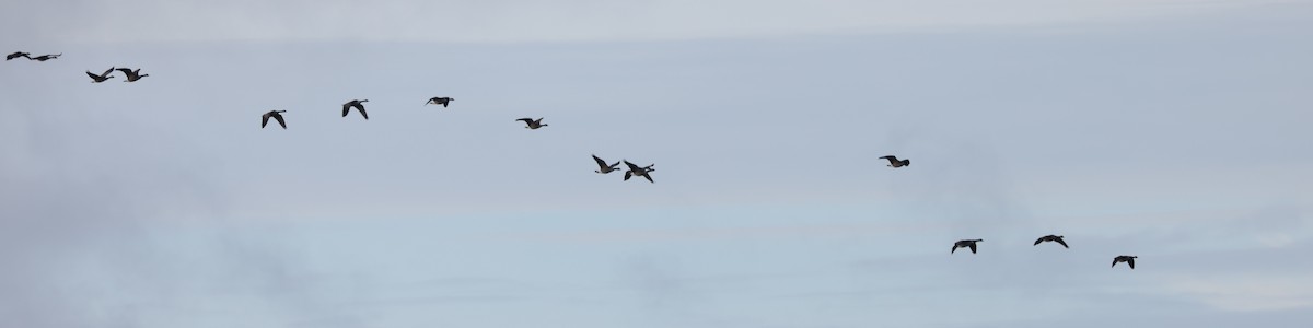 Canada Goose - ML645371055