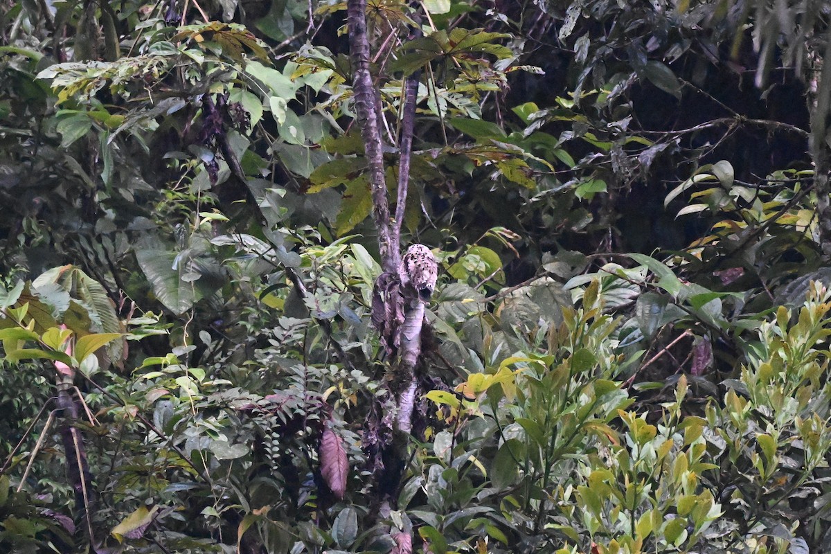 And Putusu - ML645371057