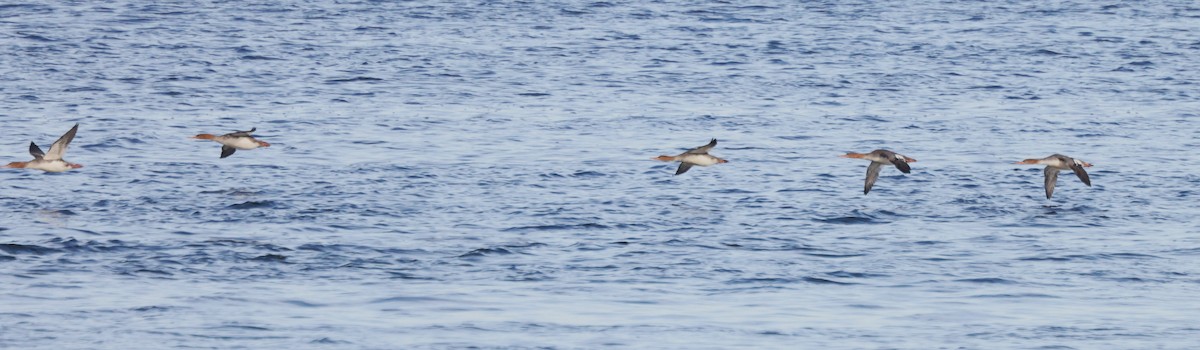 Red-breasted Merganser - ML645371071