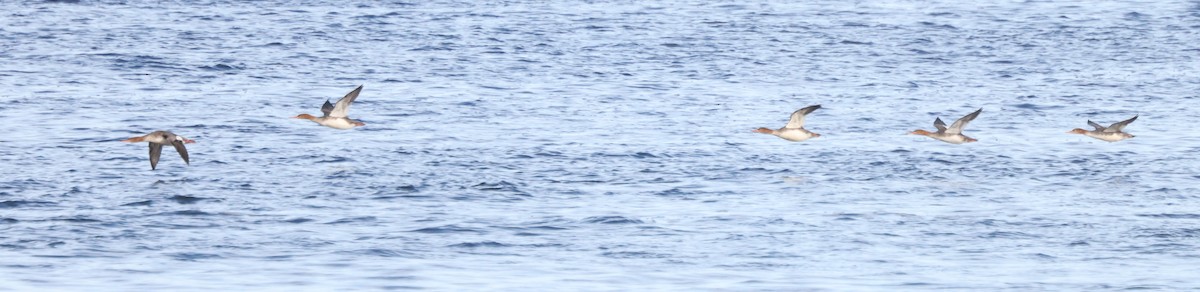 Red-breasted Merganser - ML645371072