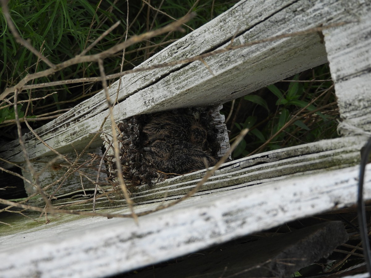 Picui Ground Dove - ML645371075