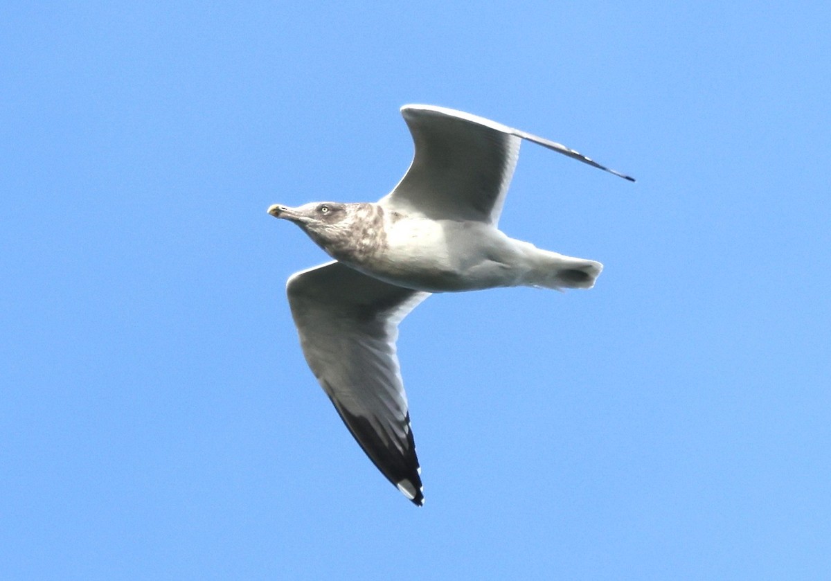 American Herring Gull - ML645371076