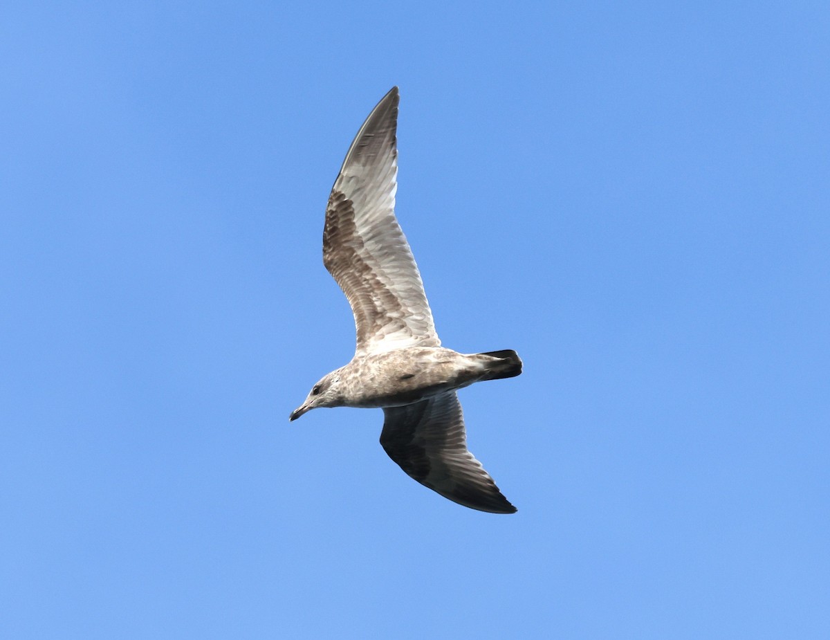 American Herring Gull - ML645371083