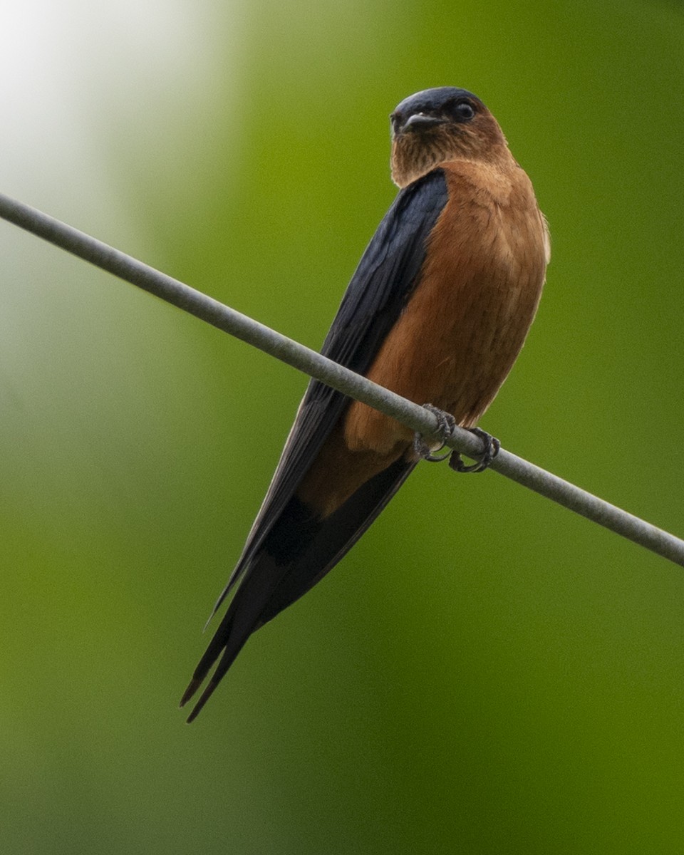 Sri Lanka Swallow - ML645371085