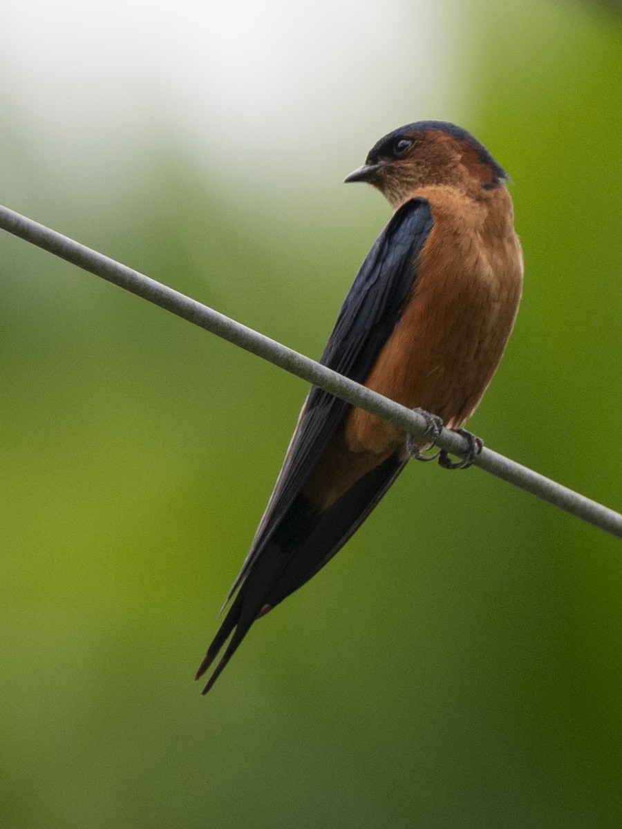 Sri Lanka Swallow - ML645371086