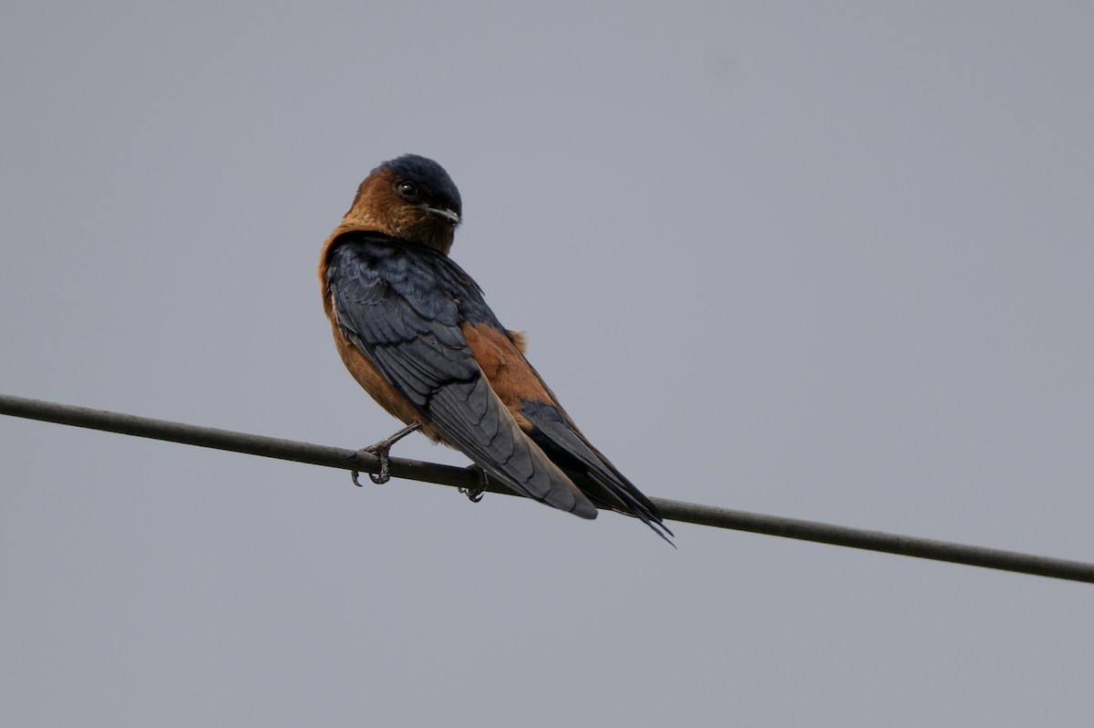 Sri Lanka Swallow - ML645371087