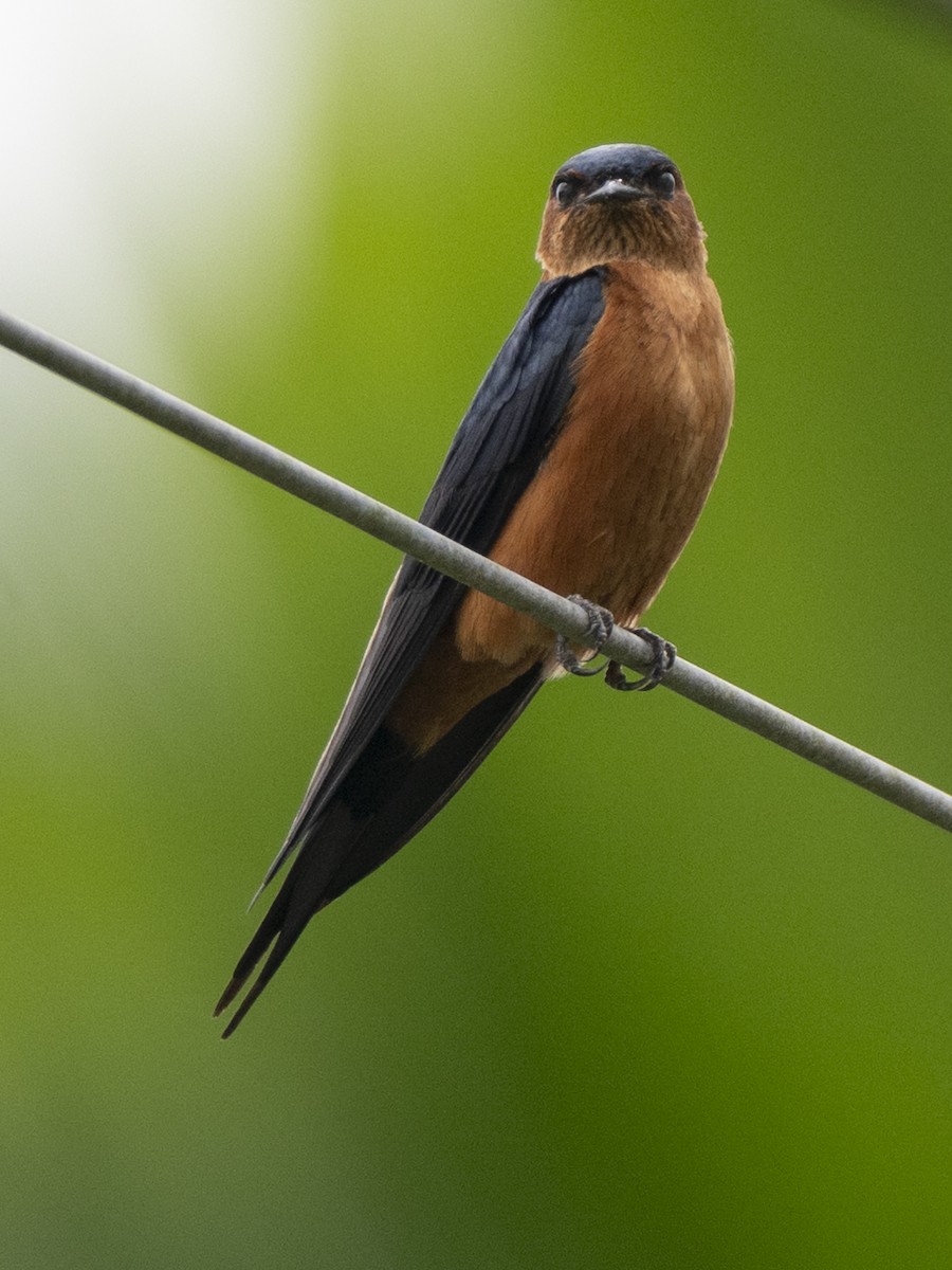 Sri Lanka Swallow - ML645371088
