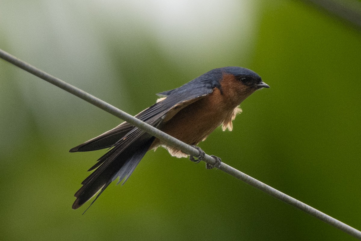 Sri Lanka Swallow - ML645371089